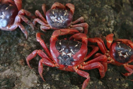 Cuộc di cư ngoại mục của loài cua đỏ trên đảo Giáng sinh