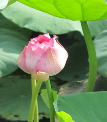 Sen bách diệp trăm cánh khoe sắc ở Hà Nội - 7 Nhữ Trang