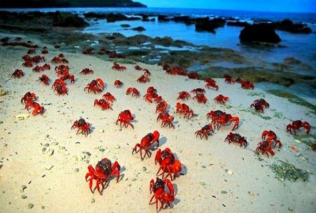 Cuộc di cư ngoại mục của loài cua đỏ trên đảo Giáng sinh