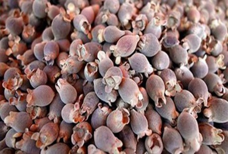 Dân thủ đô săn lùng sim rừng đặc sản Phú Quốc - 1 Dân thủ đô săn lùng sim rừng đặc sản Phú Quốc