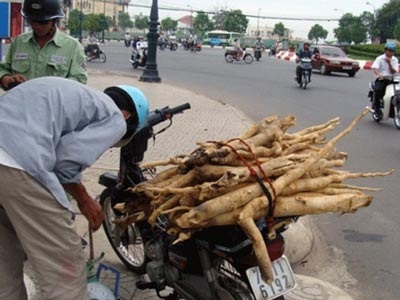 "Sốt" cây bá bệnh "tráng dương, cường thận" - 1