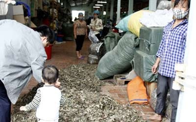 Chưa đến 10% hộ kinh doanh dược liệu đủ điều kiện hành nghề - 1 Chưa đến 10% hộ kinh doanh dược liệu đủ điều kiện hành nghề - 1