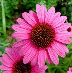 Thủ phạm gây viêm đường hô hấp tái phát - 2