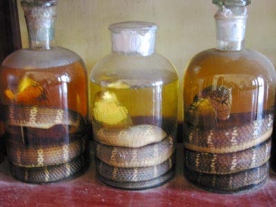 Để rượu thuốc đích thực là thuốc quý - 1 Để rượu thuốc đích thực là thuốc quý - 1