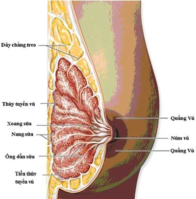 Ung thư vú và dấu hiệu nhận biết - 2 Ung thư vú và dấu hiệu nhận biết - 2