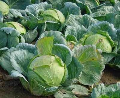 Rau họ cải: Tốt cho tim và tuổi thọ - 1 Rau họ cải: Tốt cho tim và tuổi thọ - 1