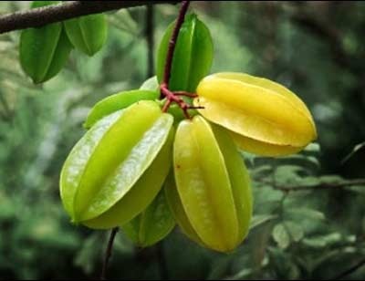 Trị nhiệt miệng với các thảo dược quen thuộc - 1 Trị nhiệt miệng với các thảo dược quen thuộc - 1