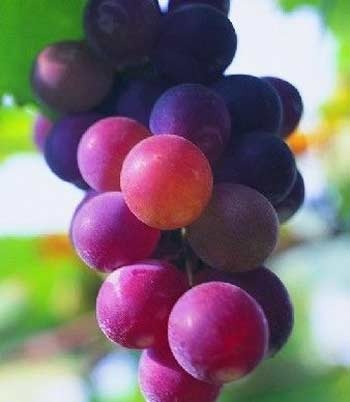 Diệu kỳ 9 loại trái cây phổ biến - 1