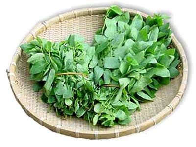 Trị nhiệt miệng với các thảo dược quen thuộc - 2 Trị nhiệt miệng với các thảo dược quen thuộc - 2