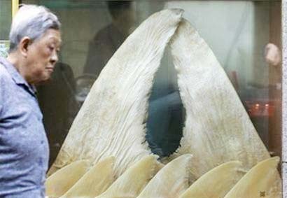 Thực hư lời đồn vây cá mập chữa ung thư - 1