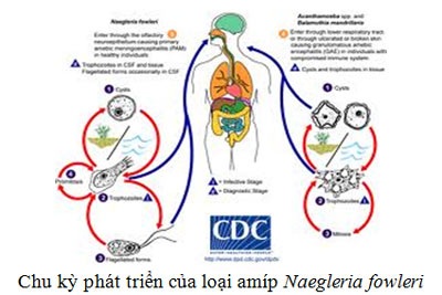 Amíp “ăn não” là loại ký sinh trùng gì? - 1 Amíp “ăn não” là loại ký sinh trùng gì? - 1