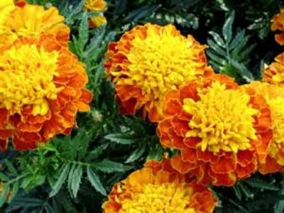 4 loại cây dễ trồng khiến muỗi “kinh sợ” - 3 4 loại cây dễ trồng khiến muỗi “kinh sợ” - 3