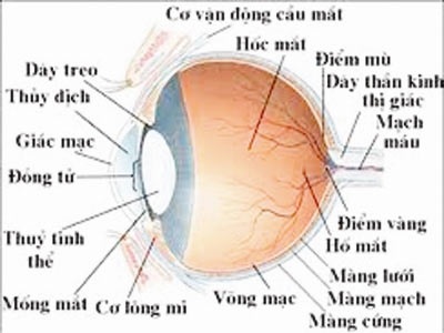 Bệnh viện Mắt Hà Nội: Lập lờ tráo nhân thủy tinh thể? - 1 Bệnh viện Mắt Hà Nội: Lập lờ tráo nhân thủy tinh thể? - 1