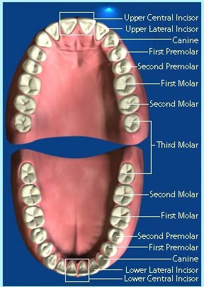 Chỉnh nha cho trẻ em và thiếu niên - 1 Chỉnh nha cho trẻ em và thiếu niên - 1