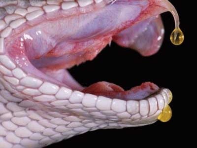 Phải làm gì khi bị rắn độc cắn? - 1 Phải làm gì khi bị rắn độc cắn? - 1