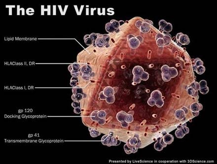 Phát hiện chủng vi-rút HIV mới “hung hăng” hơn - 1 Phát hiện chủng vi-rút HIV mới “hung hăng” hơn - 1