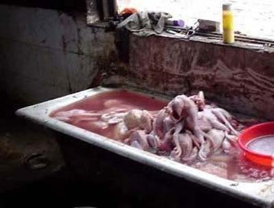 Công nghệ "siêu bẩn" chế biến vịt nướng - 2