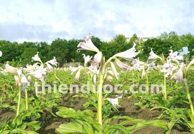 Cảnh giác với trinh nữ hoàng cung không rõ nguồn gốc  - 2