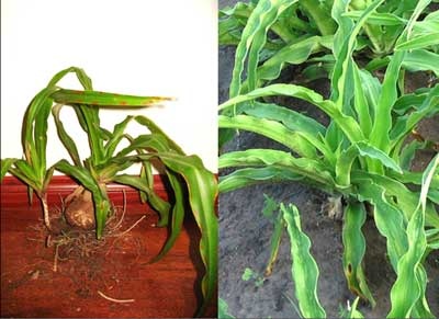 Cảnh giác với trinh nữ hoàng cung không rõ nguồn gốc  - 1