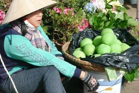 Ổi thường + hóa chất = “Ổi đào tiên” Đà Lạt - 1 Ổi thường + hóa chất = “Ổi đào tiên” Đà Lạt - 1