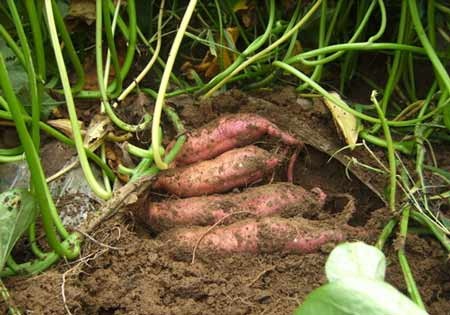 4 thực phẩm tốt hơn thịt - 1