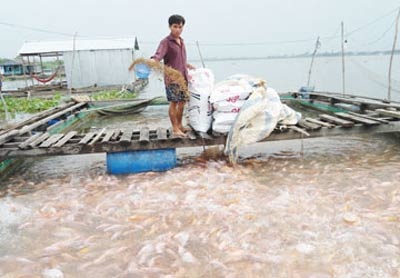 TPHCM: Phát hiện cá nhiễm chất cấm - 1 TPHCM: Phát hiện cá nhiễm chất cấm