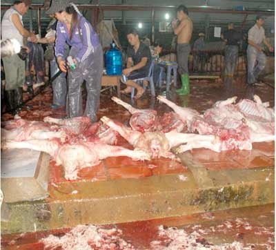 Vô tư đóng dấu kiểm dịch ở lò mổ - 1 Vô tư đóng dấu kiểm dịch ở lò mổ