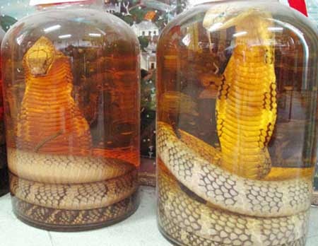 Rượu rắn đểu - 1 Rượu rắn đểu