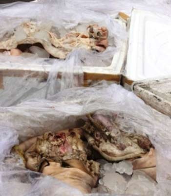 Tẩy trắng thịt, nội tạng thối rồi đưa thẳng vào quán nhậu - 1 Tẩy trắng thịt, nội tạng thối rồi đưa thẳng vào quán nhậu - 1