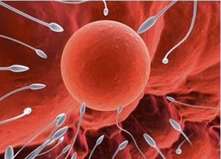 Tín hiệu nam giới sẽ vô sinh - 1 Tín hiệu nam giới sẽ vô sinh