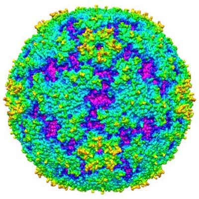 Phát hiện cấu trúc vi-rút EV71 cực độc gây bệnh tay chân miệng - 1 Phát hiện cấu trúc vi-rút EV71 cực độc gây bệnh tay chân miệng