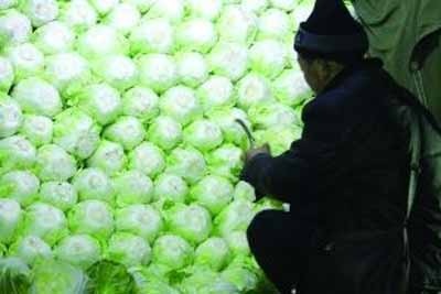 Trung Quốc: Bảo quản cải thảo bằng chất dùng ướp xác - 1 Trung Quốc: Bảo quản cải thảo bằng chất dùng ướp xác