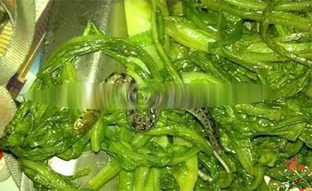 Nửa con rắn trong suất cơm văn phòng