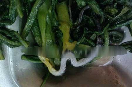 Nửa con rắn trong suất cơm văn phòng