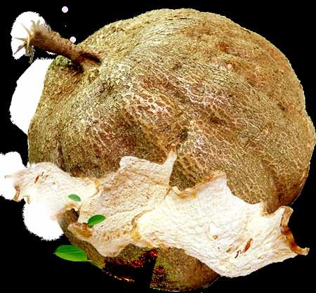 Những điều chưa biết về Kwao Krua Trắng - 1 Những điều chưa biết về Kwao Krua Trắng