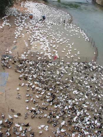 Quảng Ngãi: Tiêu hủy gần 1.500 con vịt bị cúm A H5N1 - 1 Quảng Ngãi: Tiêu hủy gần 1.500 con vịt bị cúm A H5N1