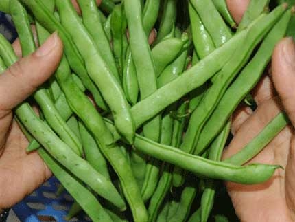 Quả đỗ thường bị phun nhiều thuốc trừ sâu.