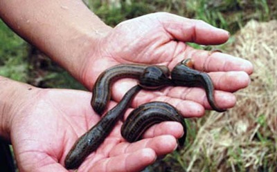 Loạn tin đồn đỉa trong thực phẩm