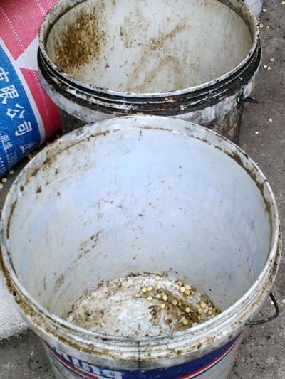 Rùng mình công nghệ sản xuất ngô cay - 5 Những chiếc xô này dùng để đong ngô vào thùng?