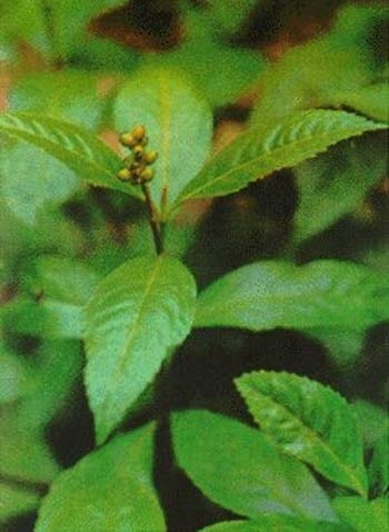 “Phối hợp 3 biện pháp để dự phòng tái phát gút hiệu quả!” - 2 Cây sói rừng