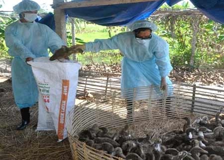 Cán bộ thú y đang thu gom số vịt nhiễm cúm A đi tiêu hủy