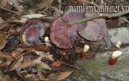 Tác dụng nấm lim xanh chữa bệnh ở Quảng Nam - 1 Tác dụng nấm lim xanh chữa bệnh ở Quảng Nam.