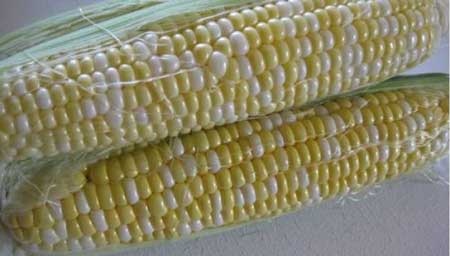 Thuốc điều trị bệnh di truyền hiếm gặp từ cây ngô - 1 Thuốc điều trị bệnh di truyền hiếm gặp từ cây ngô