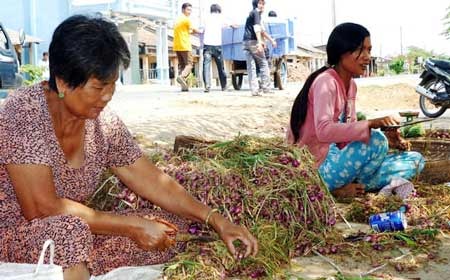 Nhiều người trồng hành tím bị mù mắt - 1 Nhiều người trồng hành tím bị mù mắt