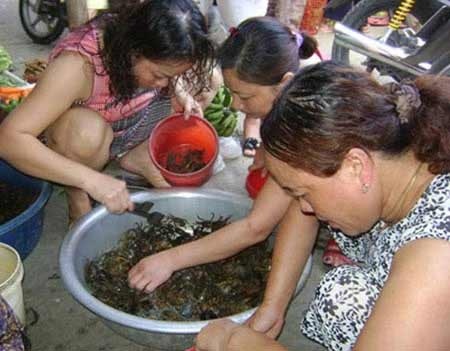 Nhận diện cua đồng đánh thuốc sâu - 1 Nên chọn những con cua còn khỏe mạnh, nhanh nhẹn như vậy sẽ an toàn hơn.