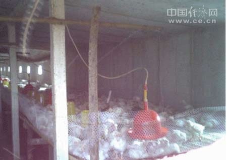 Gà nuôi siêu tốc không gây ảnh hưởng sức khỏe? - 1 Gà nuôi siêu tốc không ảnh hưởng đến sức khỏe con người?