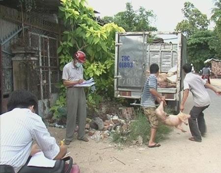 Đem heo bệnh đi tiêu hủy