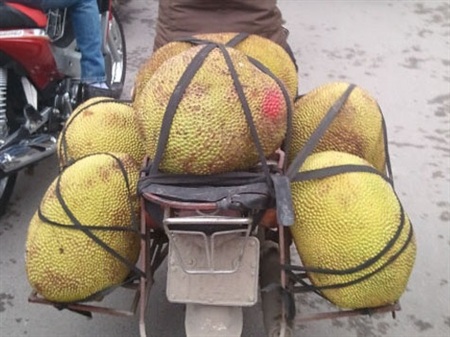 Mít non chín thơm nhờ tiêm thuốc? - 1 Những trái mít non chín sau chỉ 1 đến 2 ngày nhờ sử dụng thuốc. Ảnh: Thành Chung