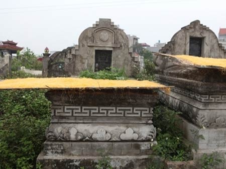 Hoặc phơi trên các ngôi mộ ngoài bãi tha ma