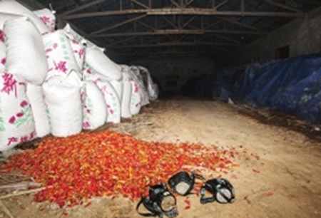 Vào khu vực kho đựng ớt khô phải mang khẩu trang chống độc